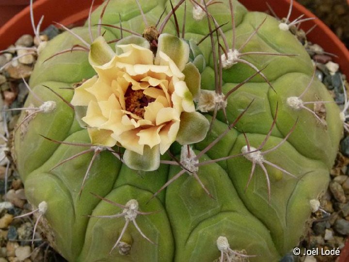 Gymnocalycium pflanzii  JL1968 non argentinensis JL740)